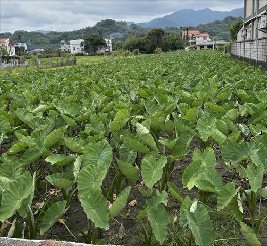 生產者圖片