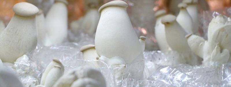 生產者圖片