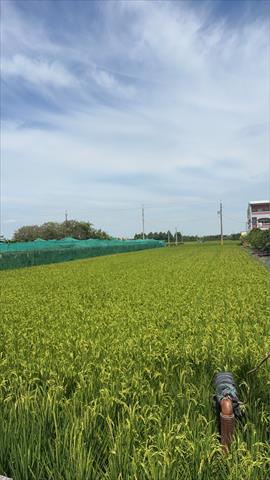 生產者圖片