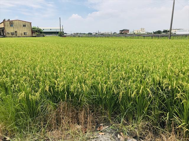 生產者圖片