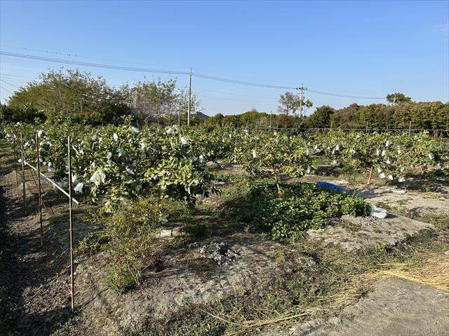 生產者圖片