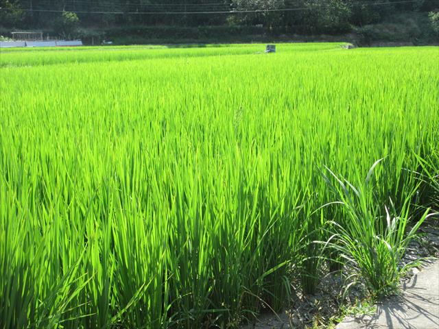 生產者圖片