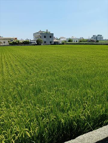 生產者圖片