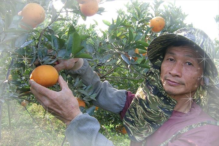 生產者圖片