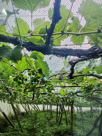 生產者圖片