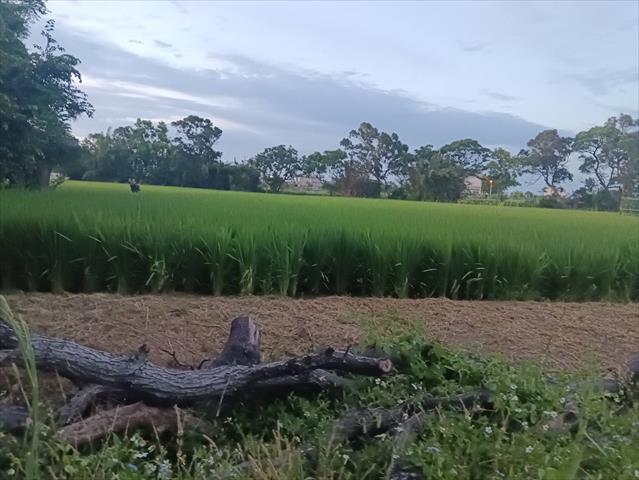 生產者圖片