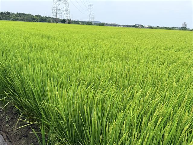 生產者圖片