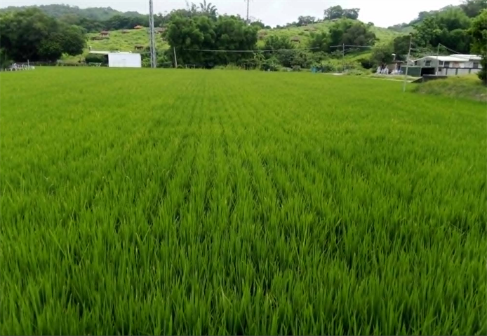 生產者圖片