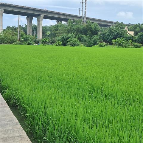 生產者圖片