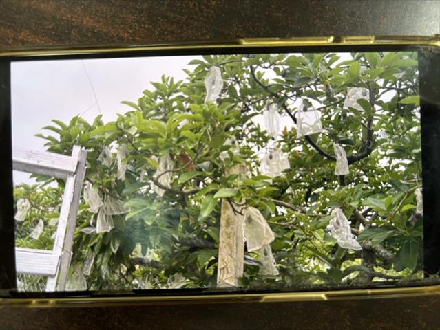 生產者圖片
