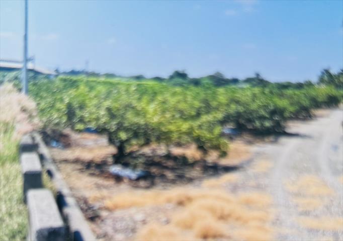 生產者圖片