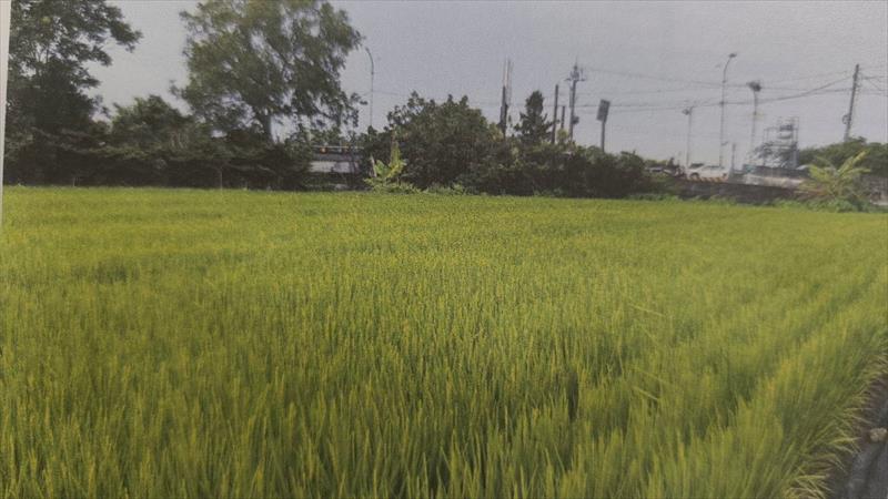 生產者圖片