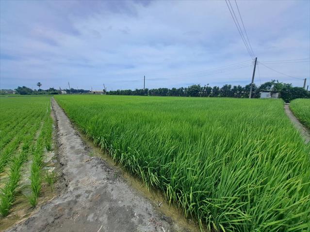 生產者圖片