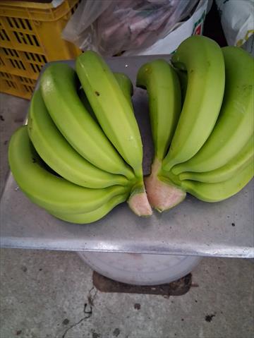 生產者圖片