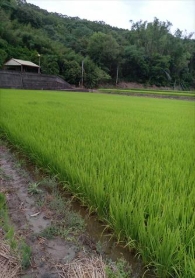 生產者圖片