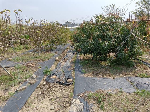 生產者圖片