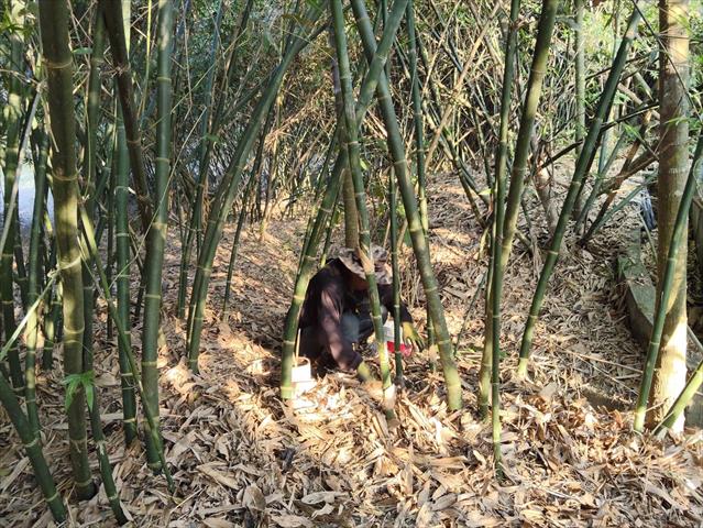 生產者圖片