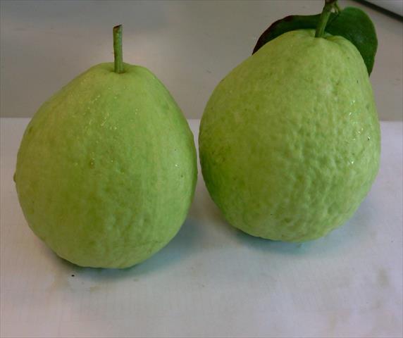 生產者圖片