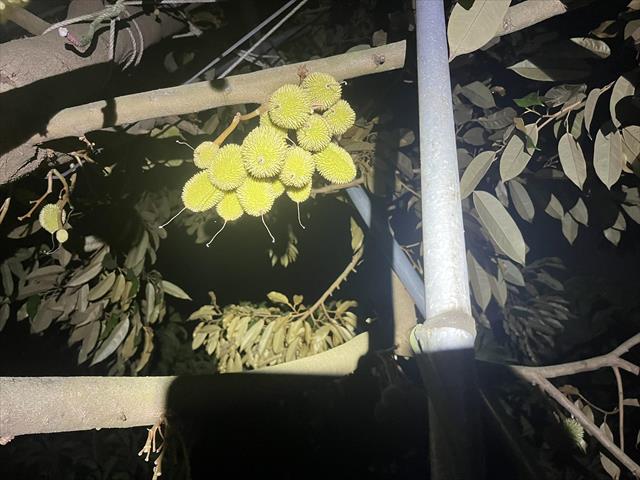 生產者圖片
