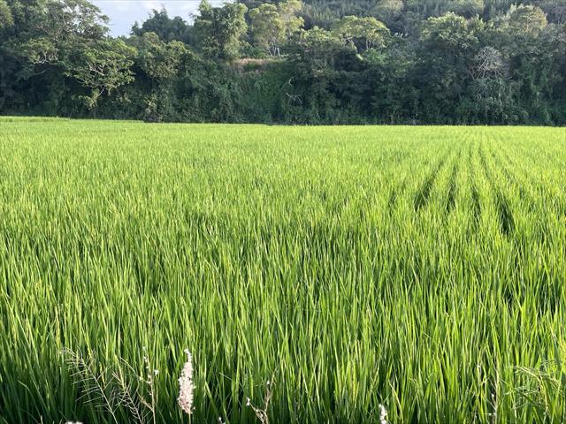生產者圖片