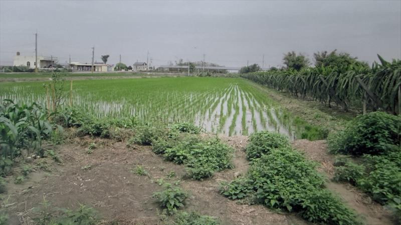 生產者圖片