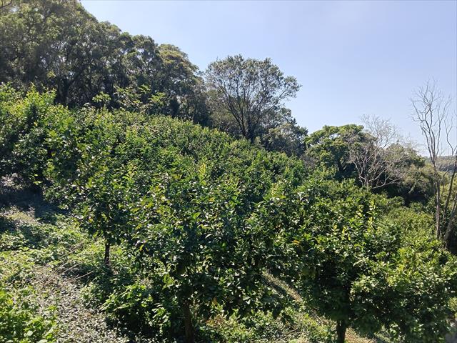 生產者圖片