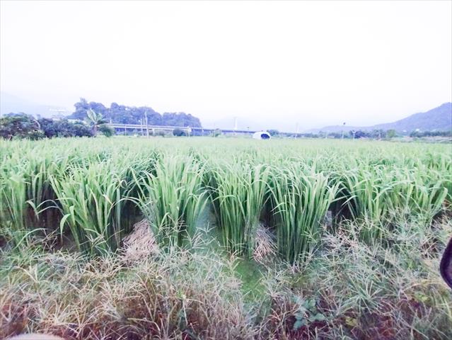 生產者圖片