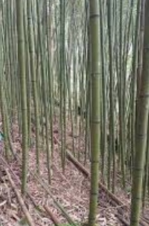 生產者圖片