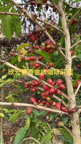 生產者圖片