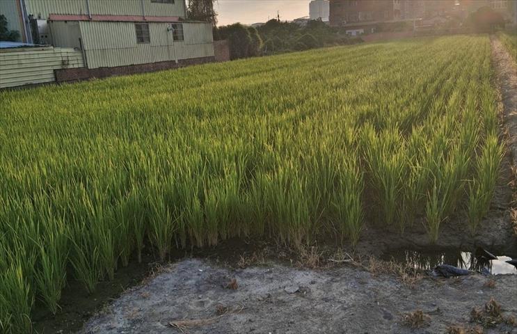 生產者圖片