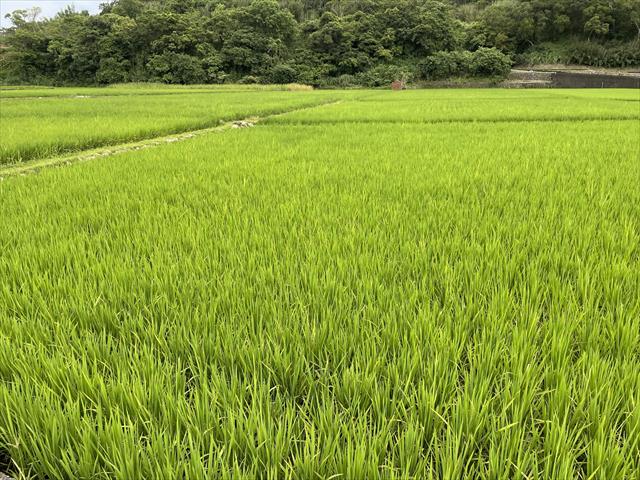 生產者圖片