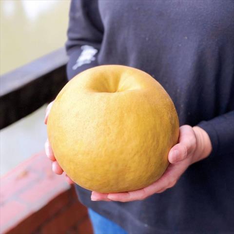 生產者圖片