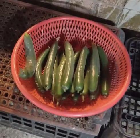 生產者圖片