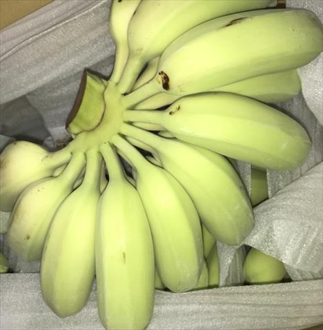 生產者圖片