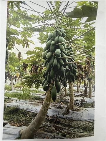 生產者圖片