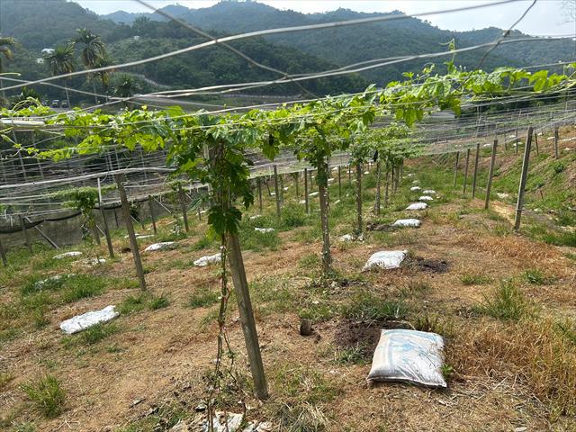 生產者圖片