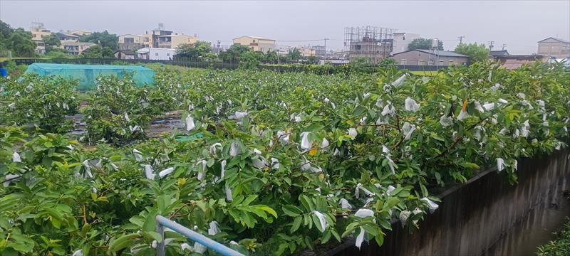 生產者圖片