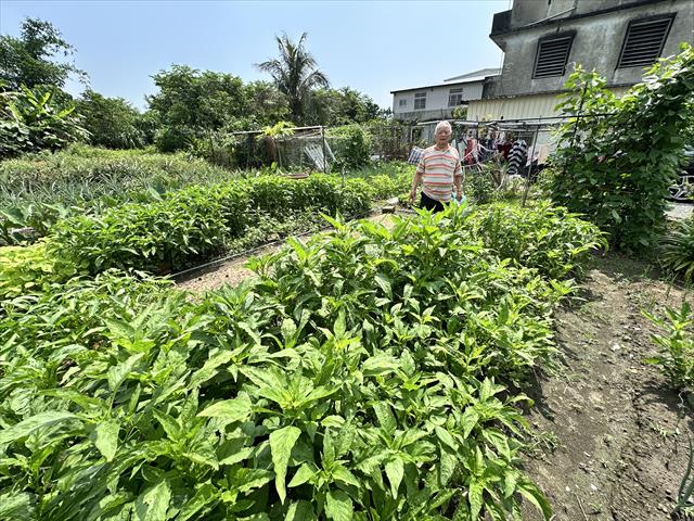 生產者圖片