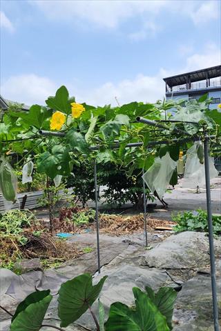 生產者圖片