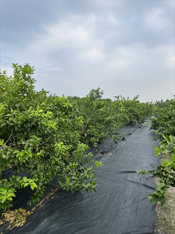 生產者圖片