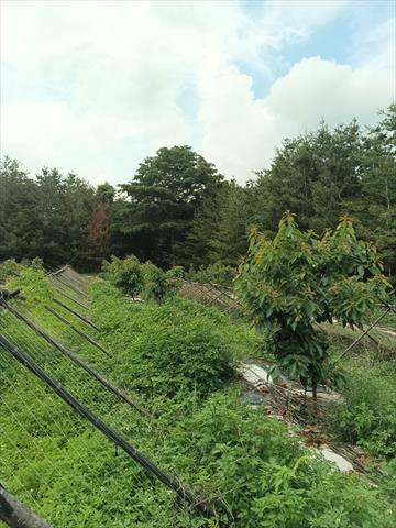 生產者圖片