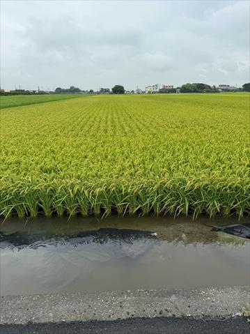 生產者圖片
