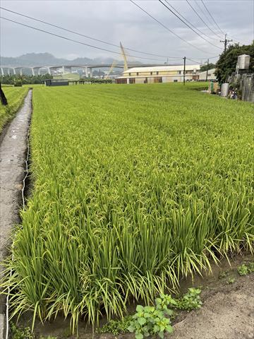 生產者圖片