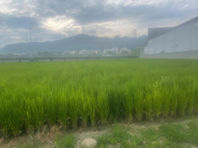 生產者圖片