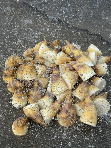 生產者圖片