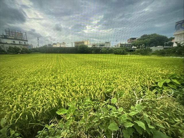 生產者圖片