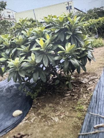 生產者圖片