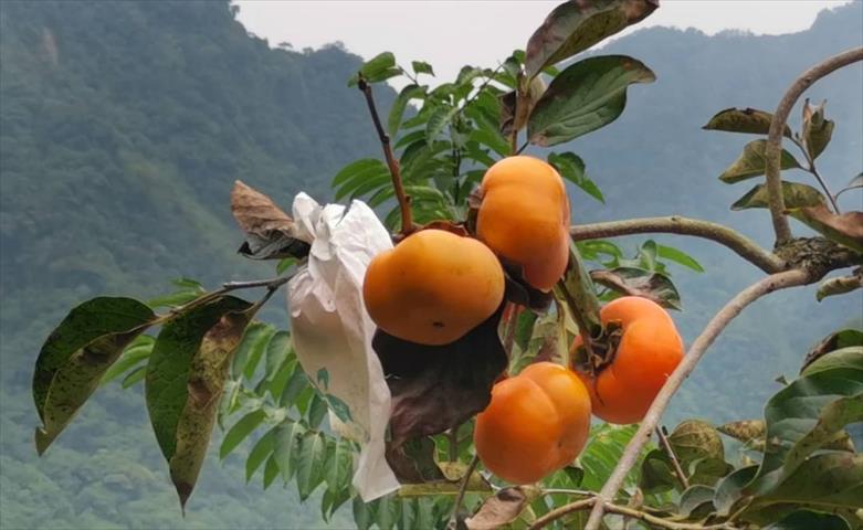 生產者圖片