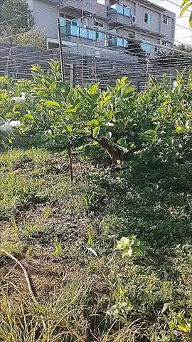 生產者圖片