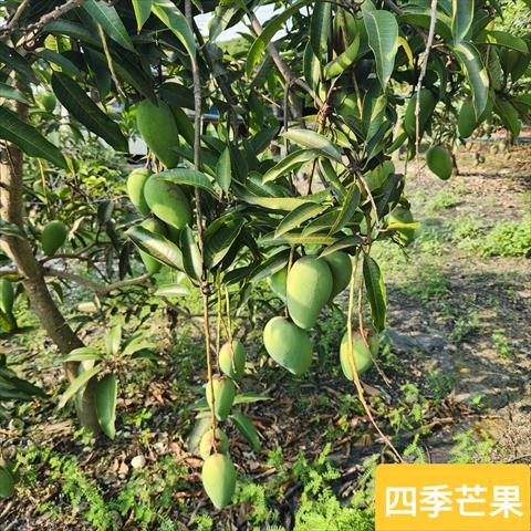 生產者圖片